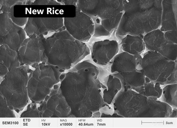 الشكل 3: البنية المجهرية لفيلم البروتين على سطح الأرز الجديد والأرز القديم