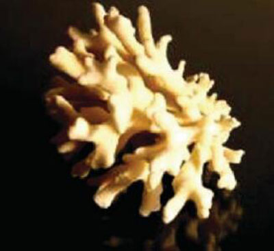 apps-study-of-corals-sample.jpg