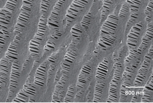 SEM3300 analysis images